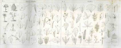 Manuel complet de botanique. Première partie. Principes de botanique élémentaire, renfermant la glossologie, l'organographie et la physiologie végétale, la phytotérosie, l'histoire analytique de la botanique depuis Aristote jusqùa ce jour, et le dév - copertina