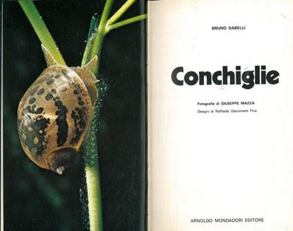 Conchiglie - Bruno Sabelli - copertina