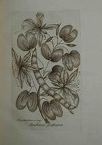 Decade di alberi curiosi ed eleganti piante delle Indie orientali, e dell'America ultimamente fatte già note dall'idioma inglese, ridotta all'italiana favella, col lasciare intatta la descrizione latina, e corredata di alquante note