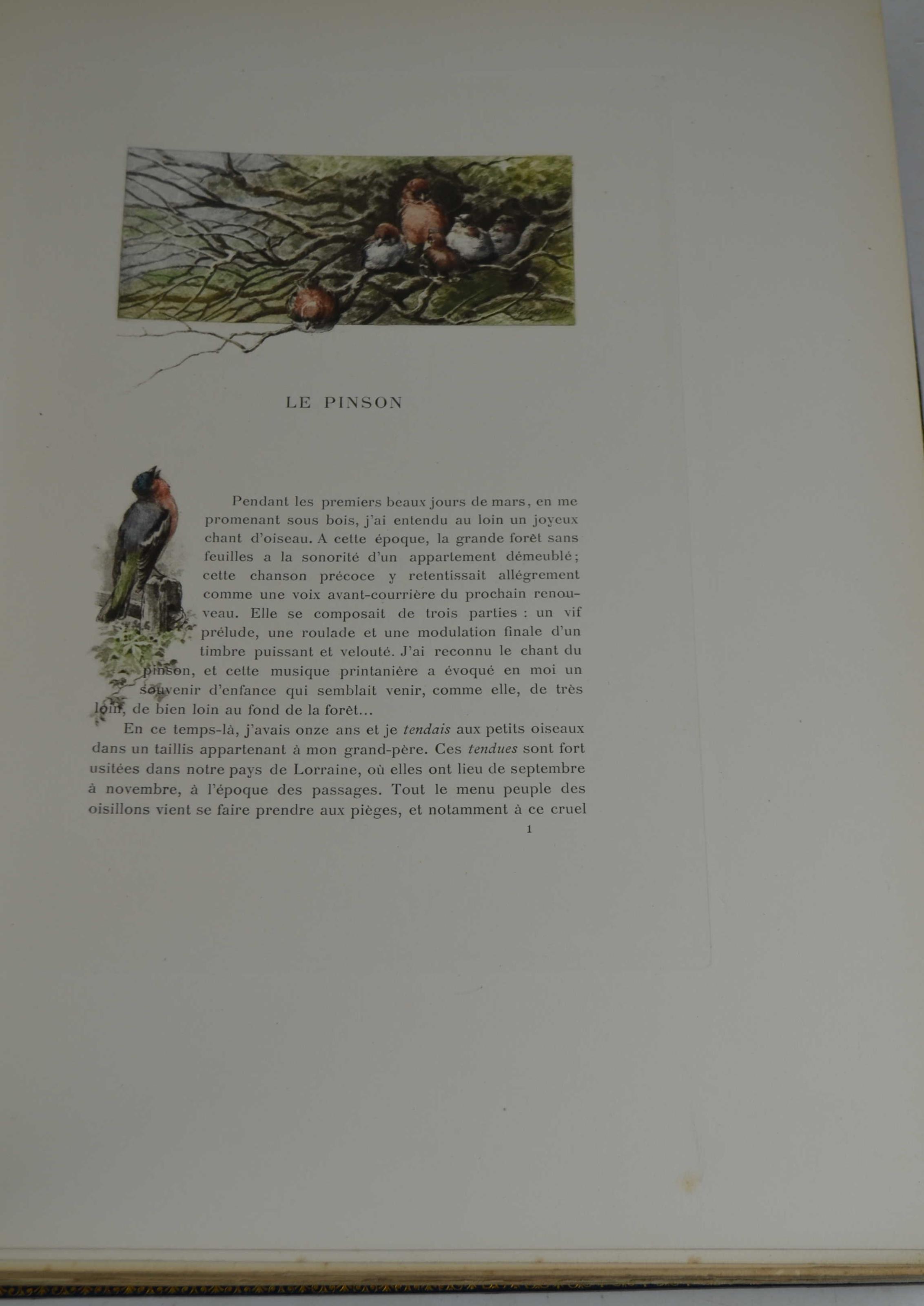 Nos oiseaux