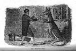 Le cabinet du jeune naturaliste ou tableaux interessants de l'histoire des animaux