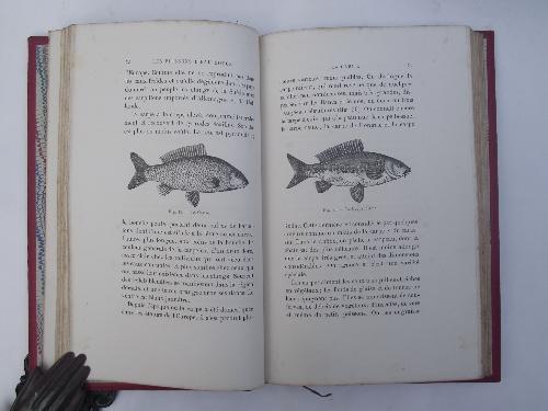 Les Poissons d'eau douce et la pisciculture… - Ph Gauckler - copertina