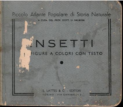 Insetti Figure A Colori Con Testo - copertina