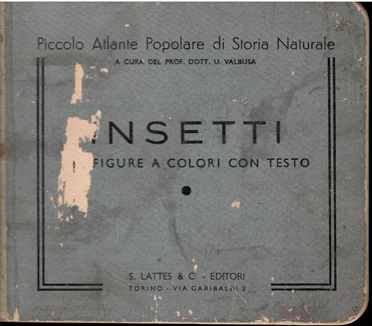 Insetti Figure A Colori Con Testo - copertina