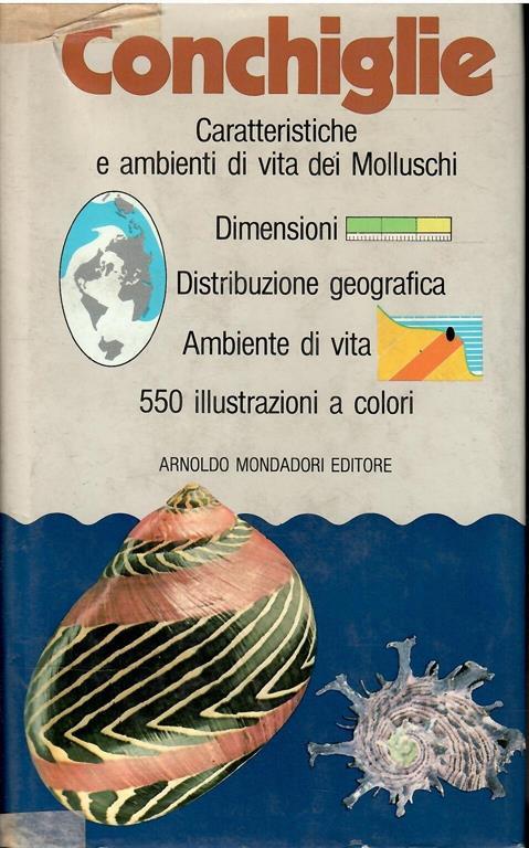 Conchiglie - Bruno Sabelli - copertina