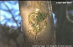 L’albero dell’amore: graffiti su faggio nelle fotografie di Flavio Faganello