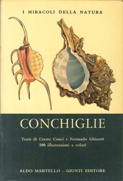 Conchiglie - copertina