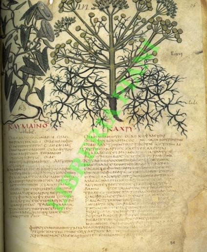 Dioscurides Neapolitanus. Biblioteca Nazionale di Napoli Codex ex Vindoboniensis Graecus 1. Commentarium - Carlo Bertelli - copertina