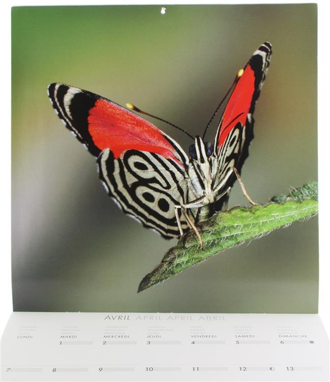 Papillons - Butterflies. Calendrier 2008