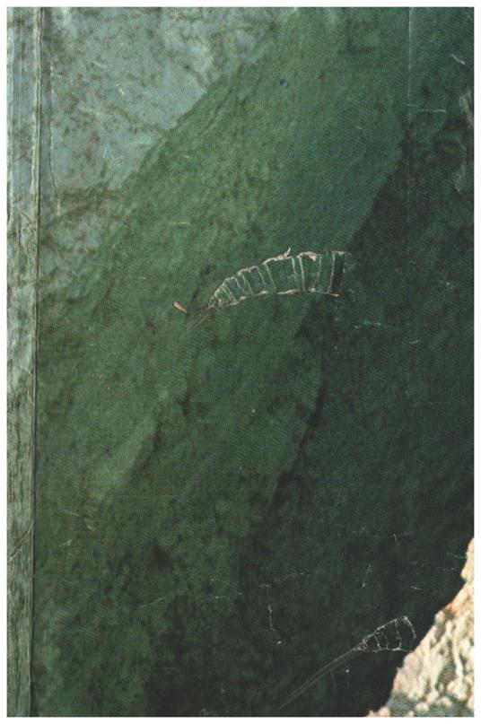 De Oratore. Fur den schulgebrauch erklart von Dr.Karl Wilhelm Piderit - M. Tullio Cicerone - copertina