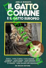 Il gatto comune e il gatto europeo