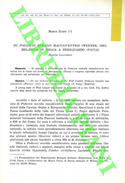 Su Podarcis muralis maculiventris (Werner, 1891) melanica in risaia a Bereguardo (Pavia) (Reptilia Lacertidae) - Marco Zuffi - copertina