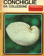 Conchiglie da collezione