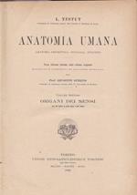 Anatomia umana. VII. Organi dei sensi