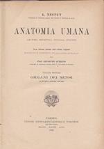 Anatomia umana. VII. Organi dei sensi