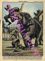 Guardiano entrato nel recinto degli elefanti con un casco di banane viene aggredito da un maschio di undici anni