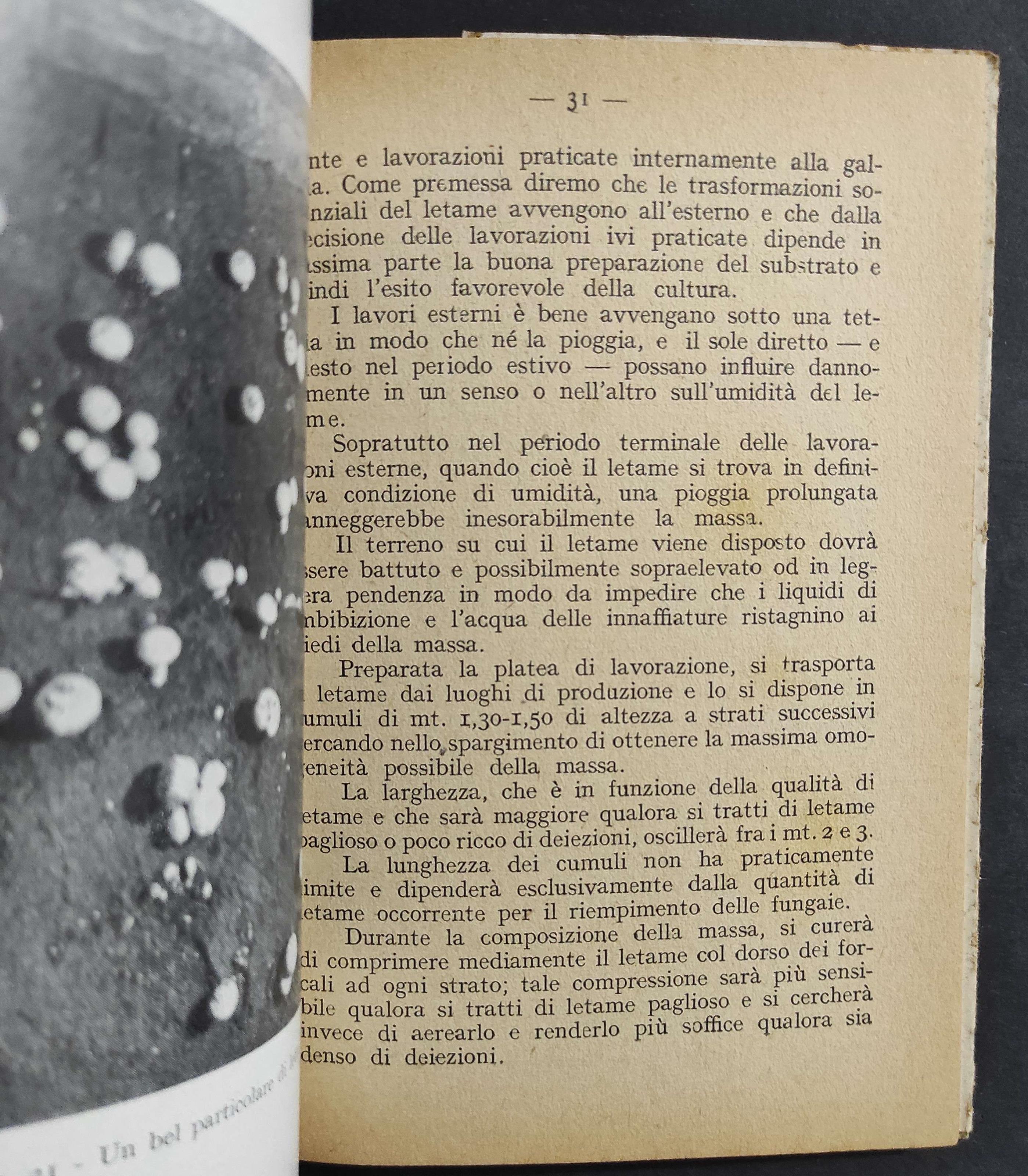 Coltivazione dei Funghi Commestibili