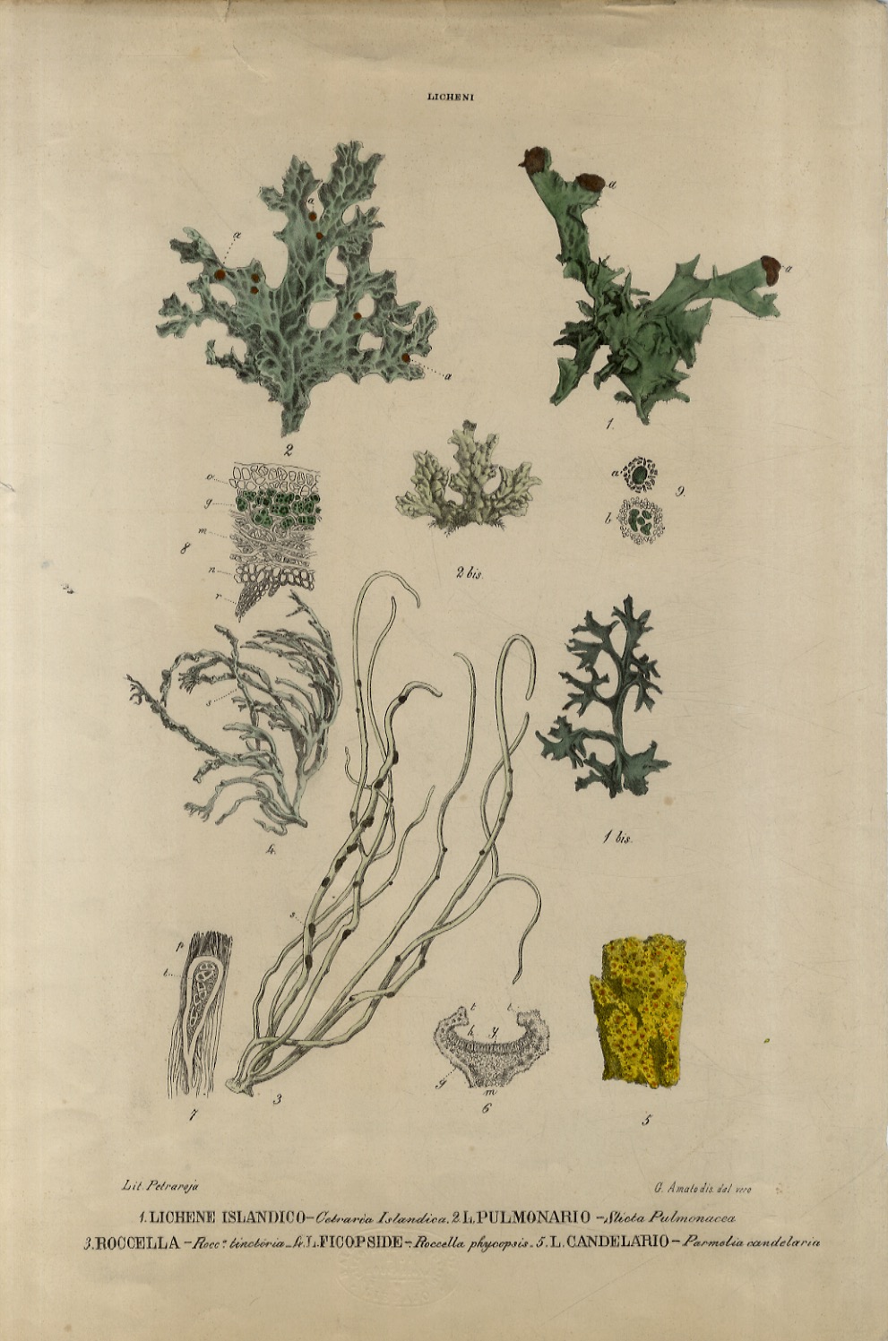 Libreria antiquaria Gozzini