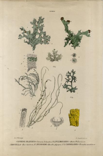 Licheni - Giuliano Amato - copertina