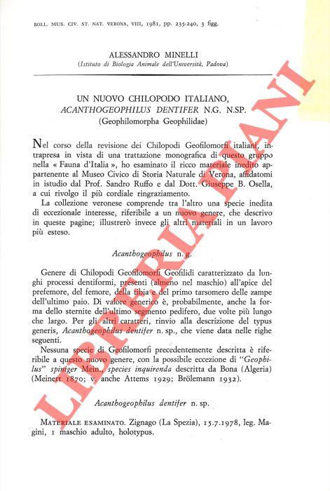 Libreria Piani