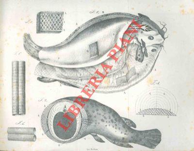 Sopra l'organo elettrico del Siluro elettrico del Nilo, comparato a quello della Torpedine e del Gimnoto e sull'apparecchio di Weber nel Siluro comparato a quello dei Ciprini - Filippo Pacini - copertina