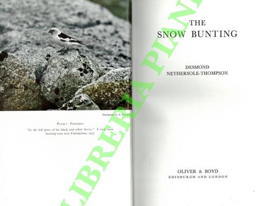 The snow bunting - copertina