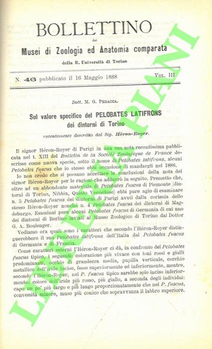 Sul valore specifico del Pelobates Latifrons dei dintorni di Torino recentemente descritto dal sig. Heron-Royer. SEGUTIO DA : Intorno all'acclimamento di alcune specie di Batraci Urodeli ed Anuri in Italia - copertina