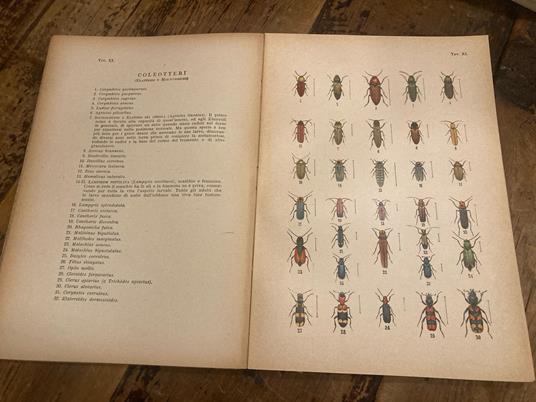 Atlante entomologico (esclusi i lepidotteri). Quaranta tavole a colori con note descrittive. SECONDA edizione - Michele Craveri - copertina