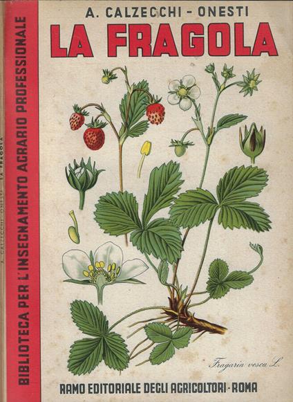 La fragola - Antonio Calzecchi Onesti - copertina