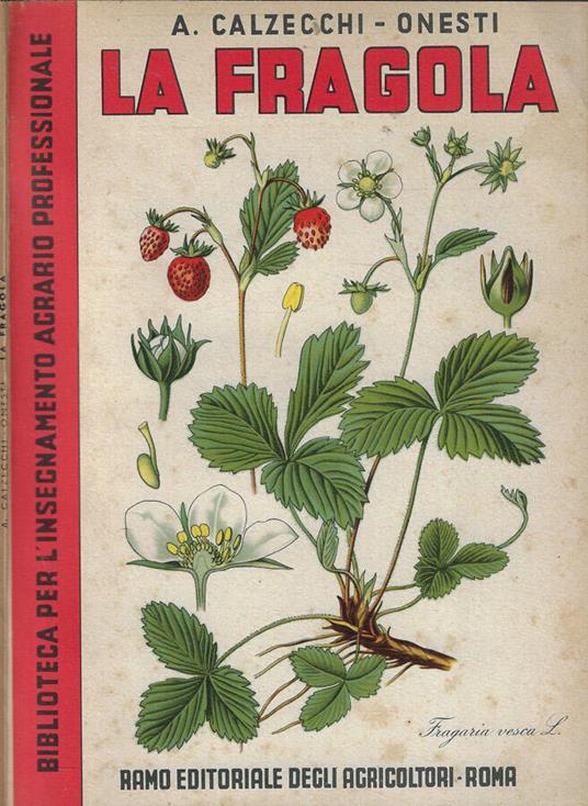 La fragola - Antonio Calzecchi Onesti - copertina