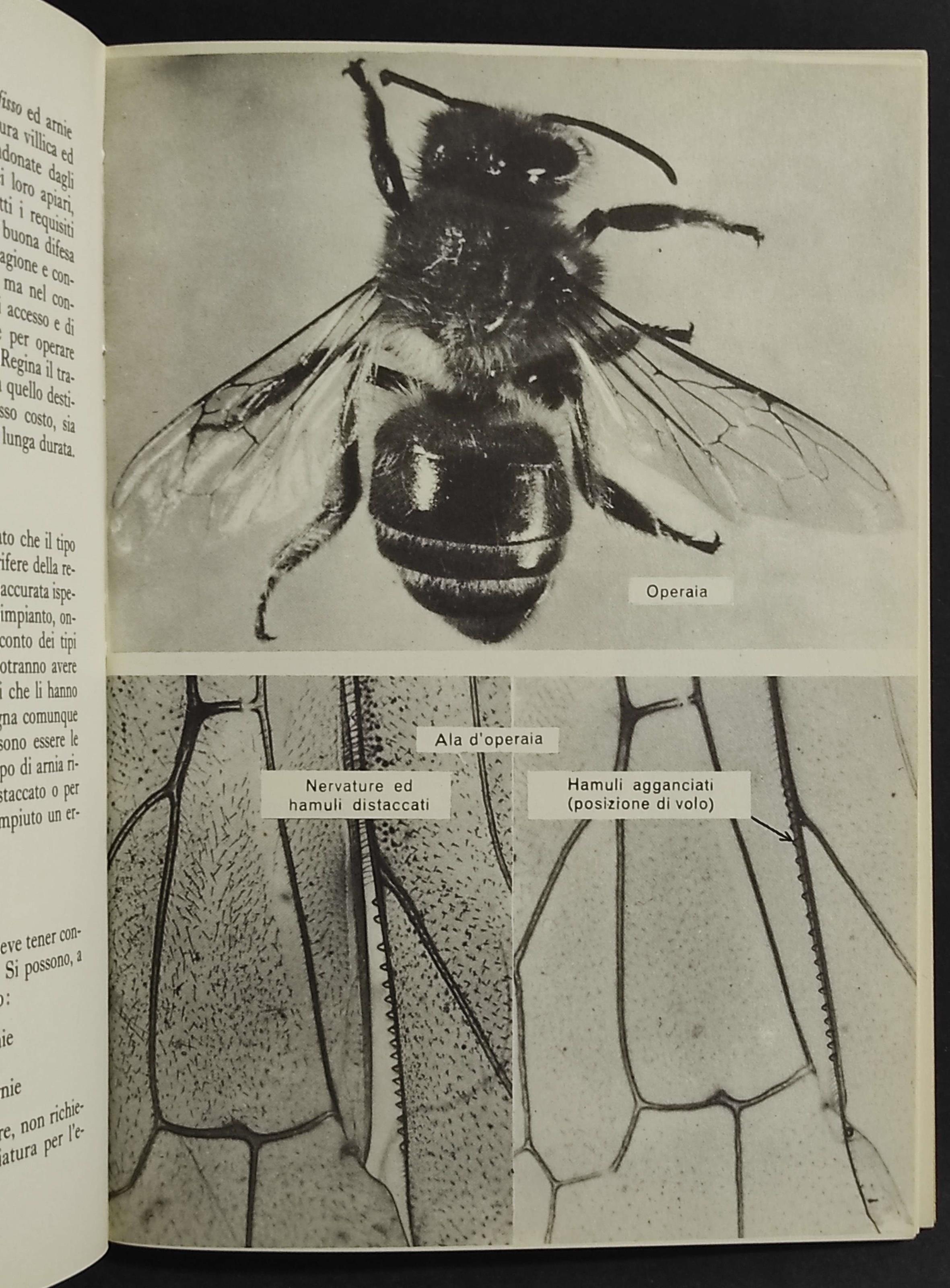 Le Api - Ed. Vallardi