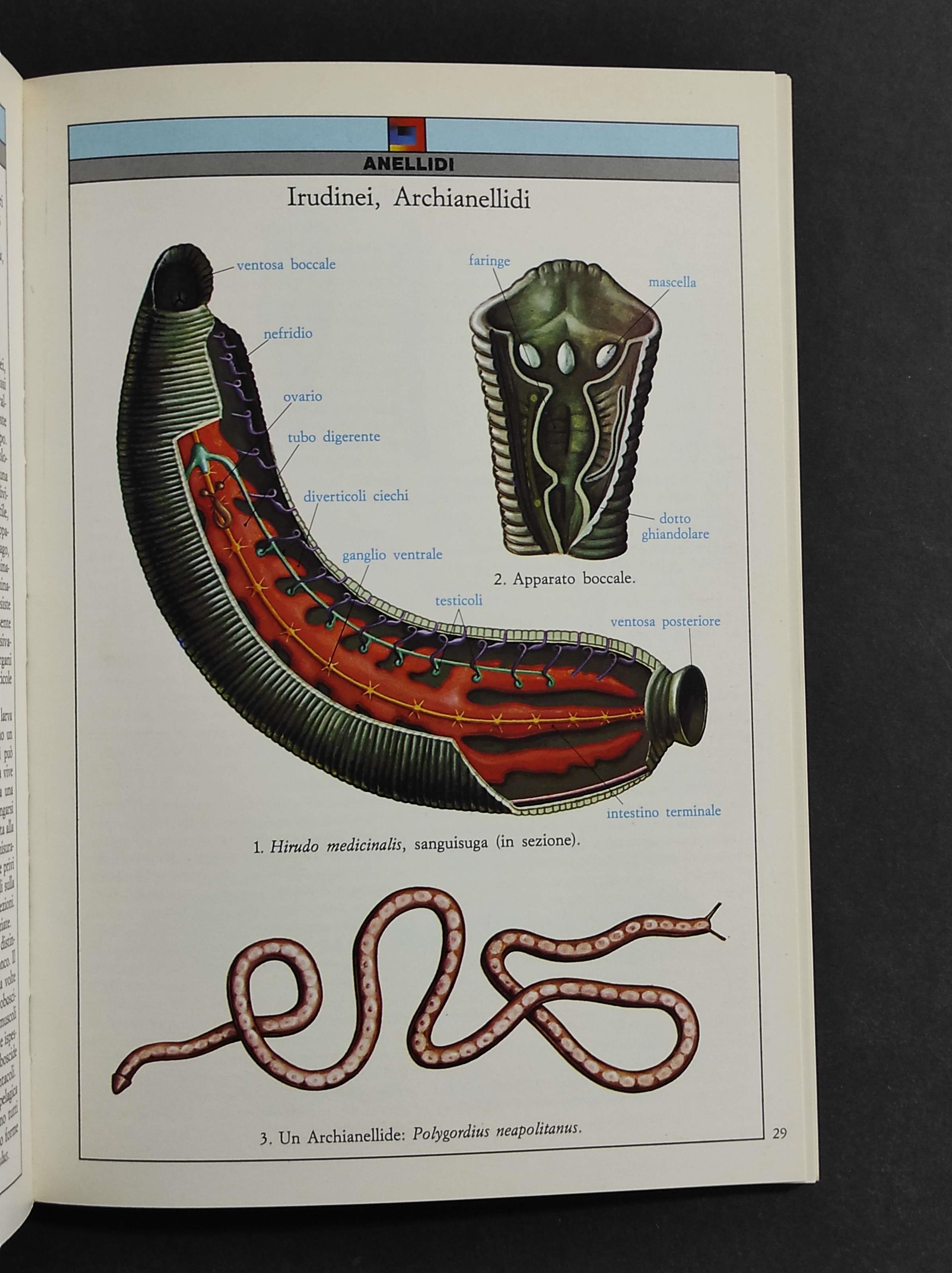 Atlanti Scientifici - Zoologia Invertebrati - Ed. Giunti