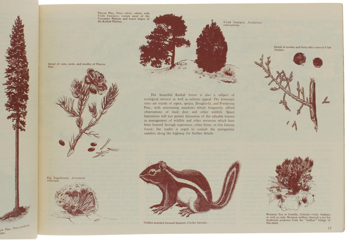 GRAND CANYON PERSPECTIVES. A Guide to the Canyon Scenery by Means of Interpretive Panoramas - Hamblin Kenneth and Joseph R. Murphy -  Brigham Young University Printing Services, - 1969