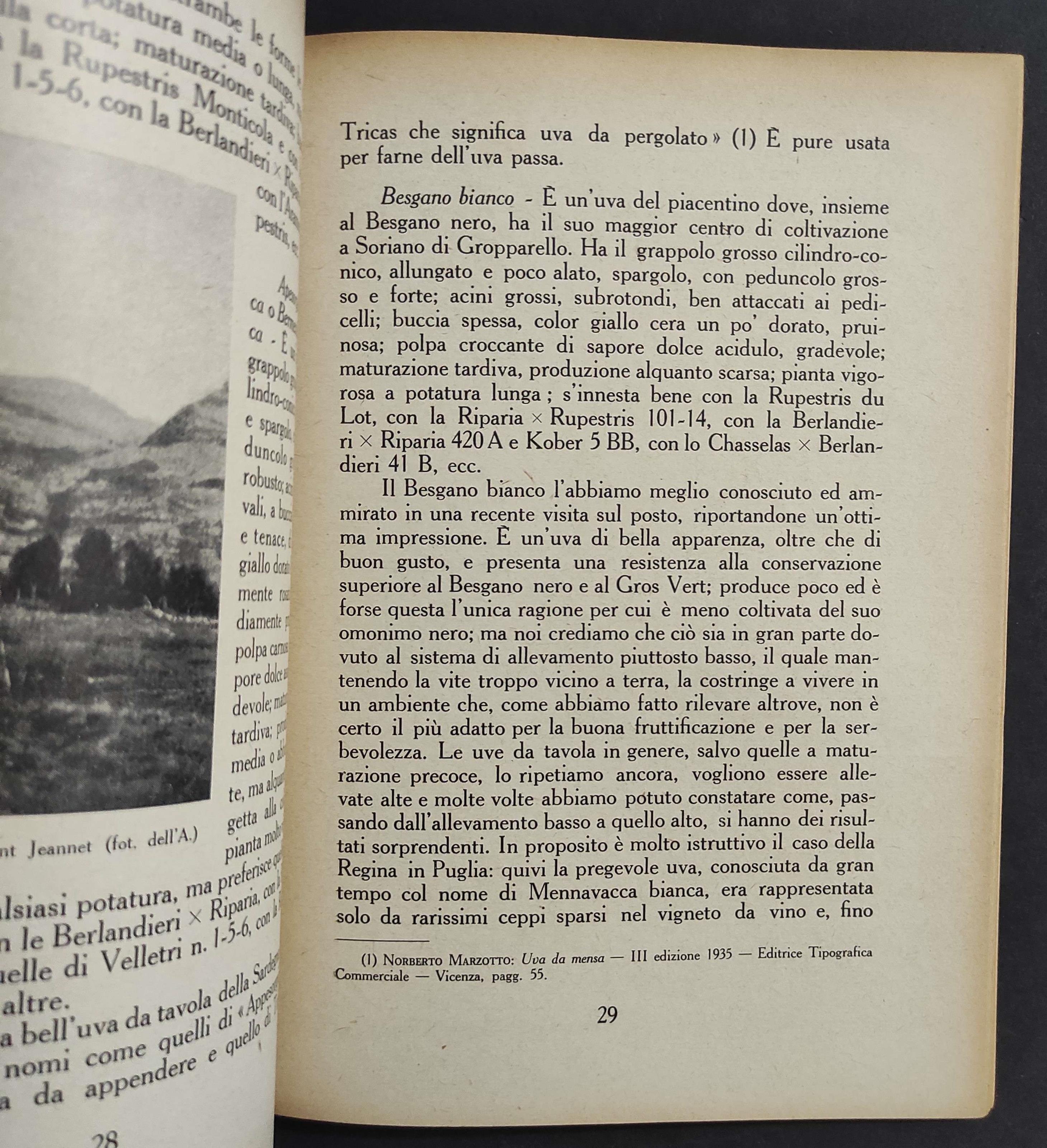 Conservazione dell'Uva