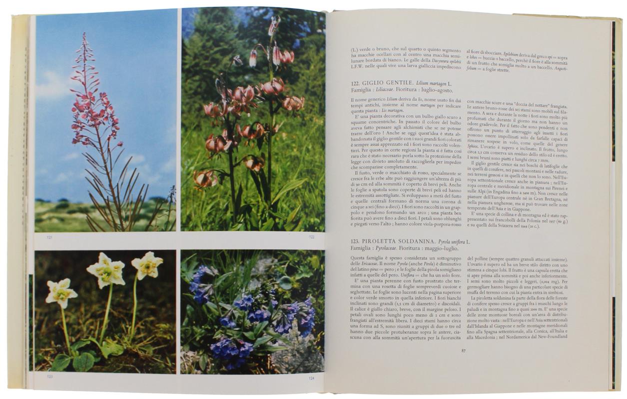 BELLEZZA DELLE PIANTE SELVATICHE. Con 190 foto a colori - Kleijn H. Vermeulen P