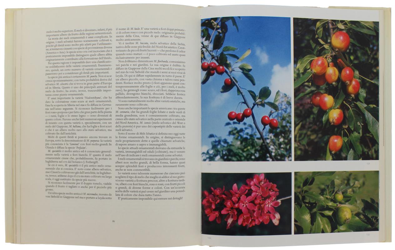 ALBERI. 194 foto a colori