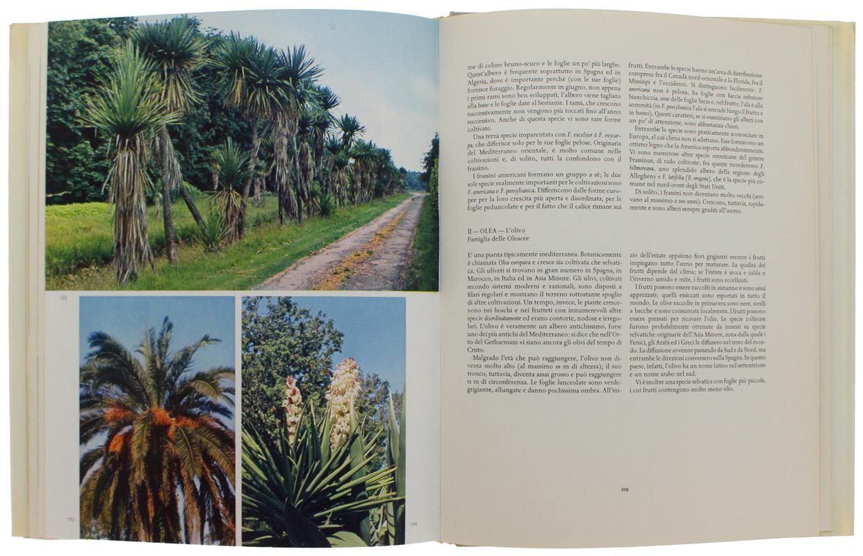 ALBERI. 194 foto a colori
