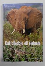 Dall'allodola all'elefante