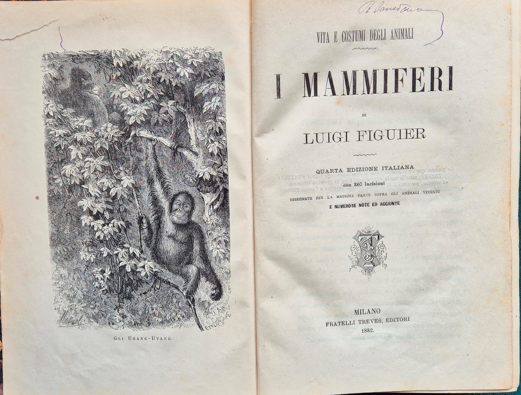 Antica Libreria Srl