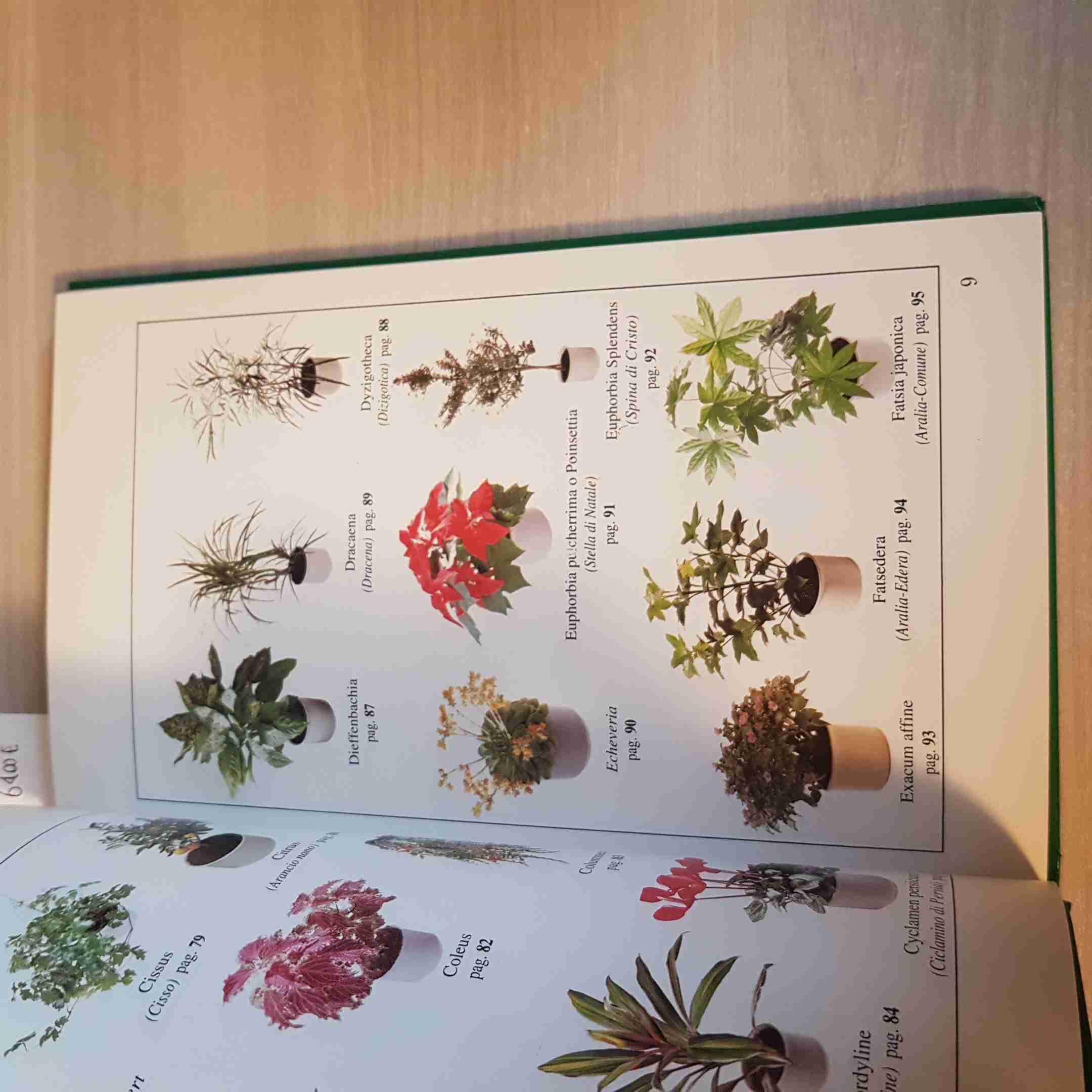 Le PIANTE IN CASA - ILLUSTRATO A COLORI concimazione potatura... EDIGRAMMA 1990