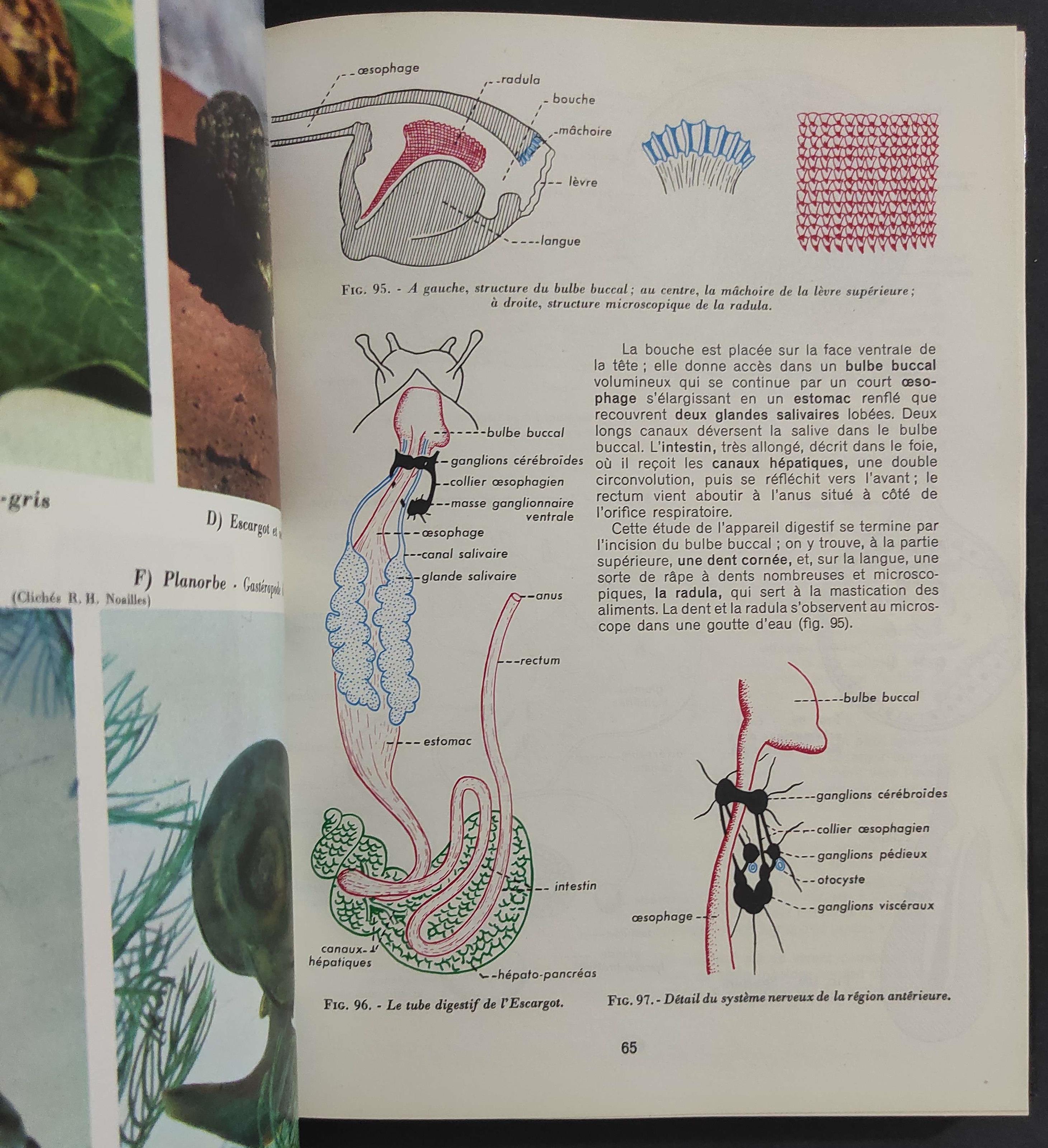 Zoologie - F. Villeneuve - Ed. Bordas - 1963