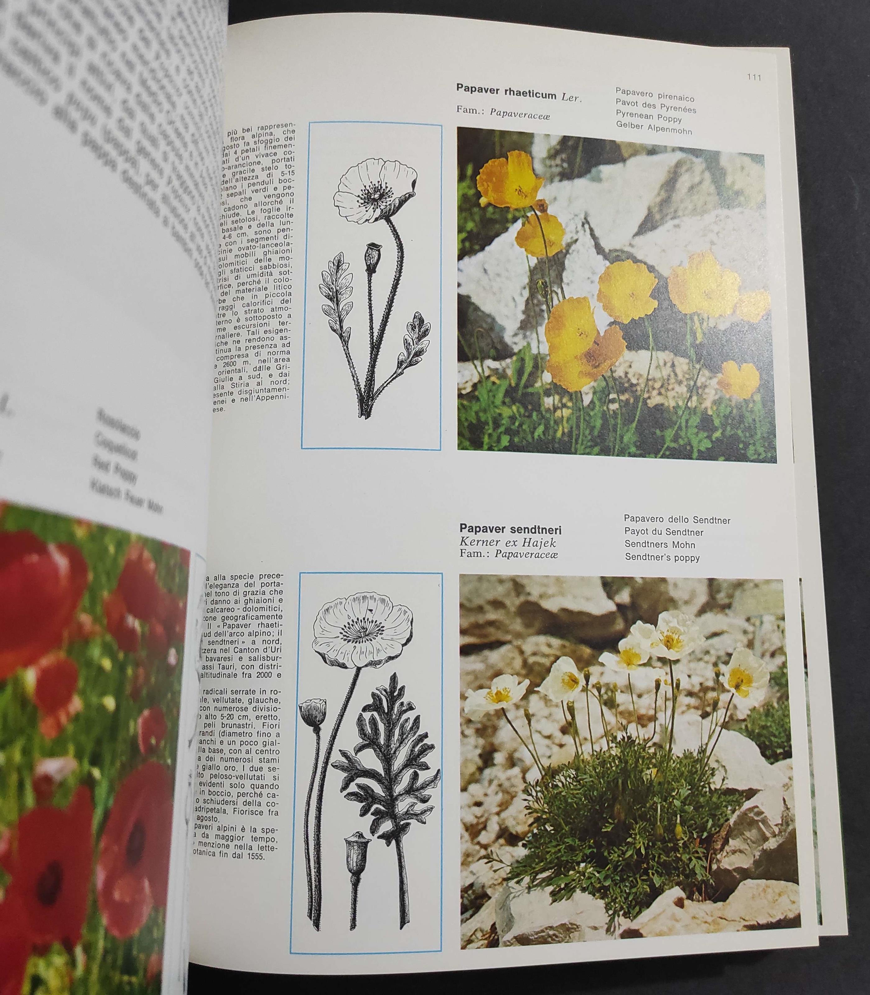 I Fiori della Montagna - G. Morelli - Ed. Dolomia - 1980