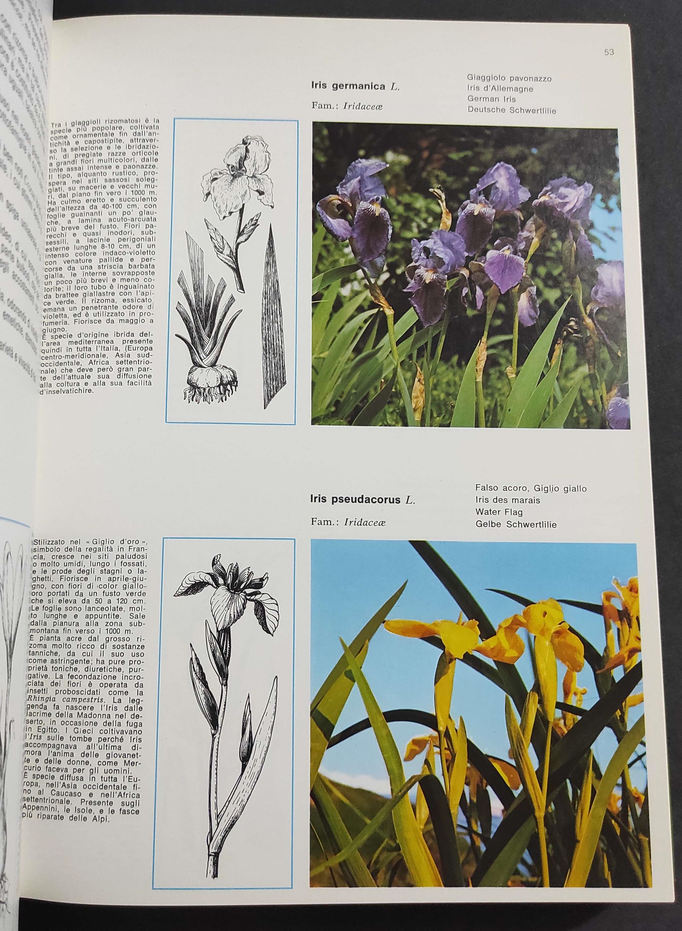 I Fiori della Montagna - G. Morelli - Ed. Dolomia - 1980