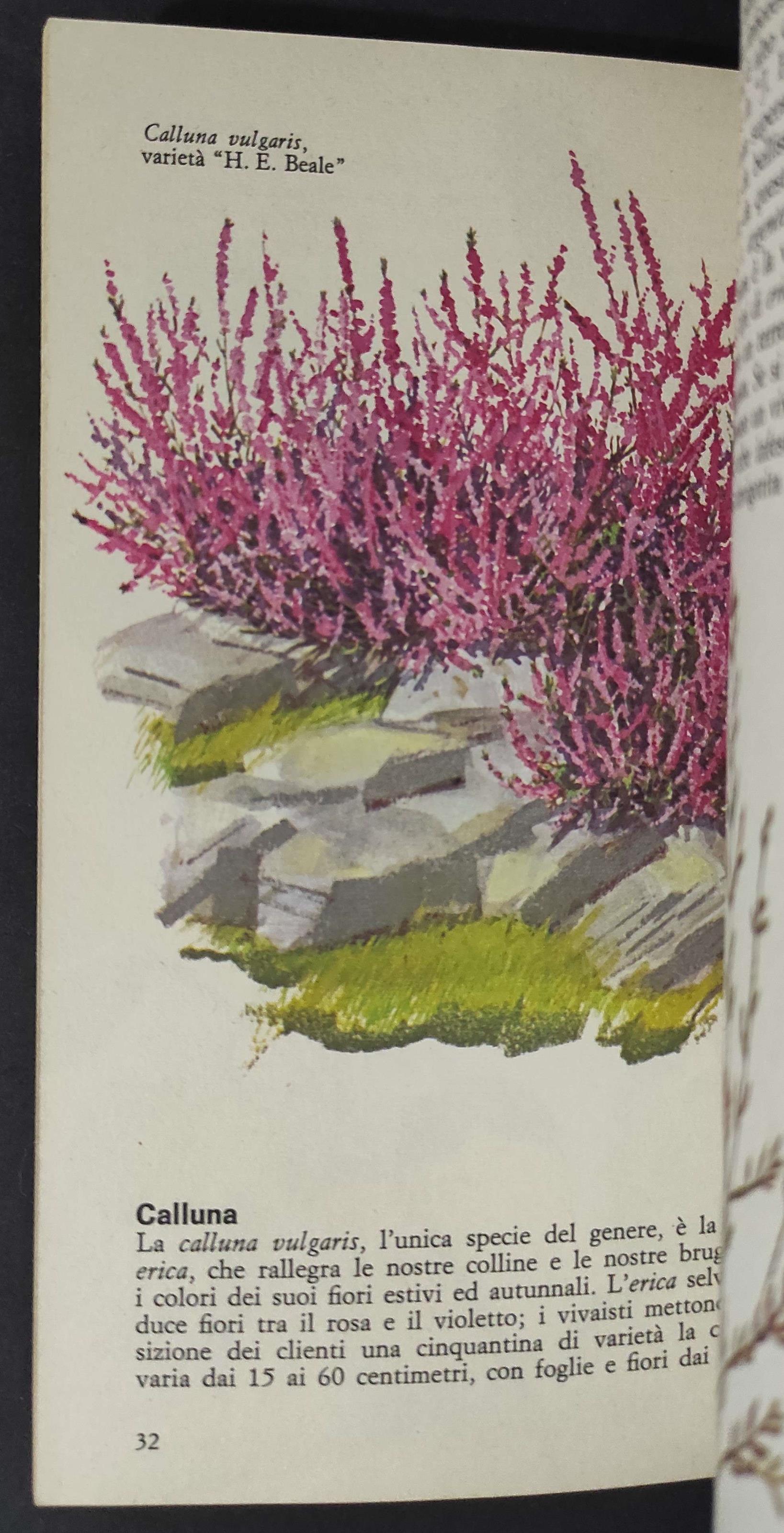 Gli Arbusti - P. Hunt - Ed. Mondadori/Colibrì - 1971