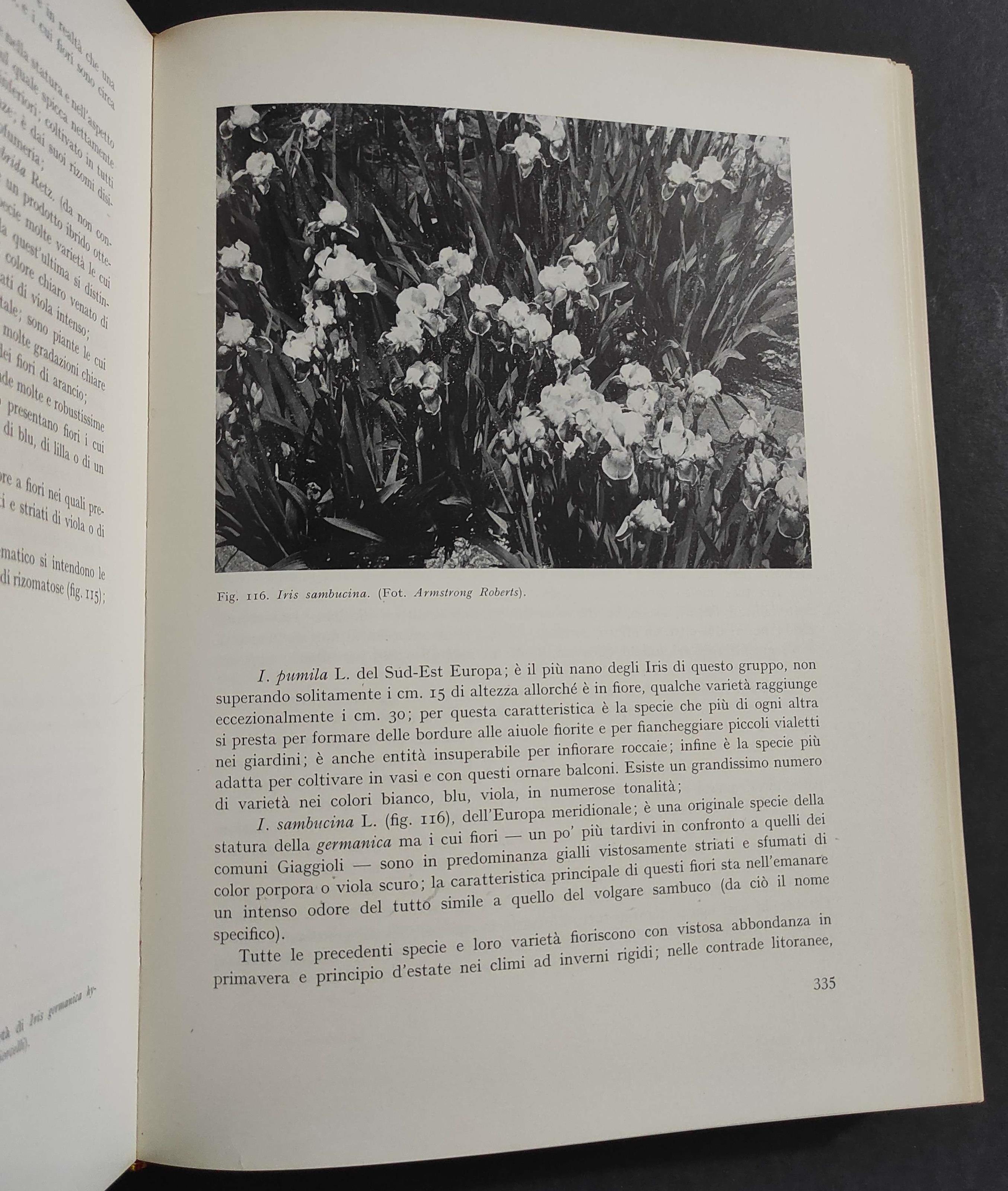 Floricoltura - O. Masera - Ed. UTET - 1970