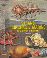 Strane conchiglie marine