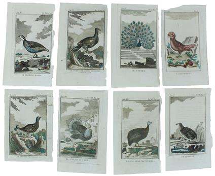 UCCELLI GALLIFORMI: 7 Tavole originali acquerellate tratte dalla STORIA NATURALE - Georges-Louis de Leclerc Buffon - copertina