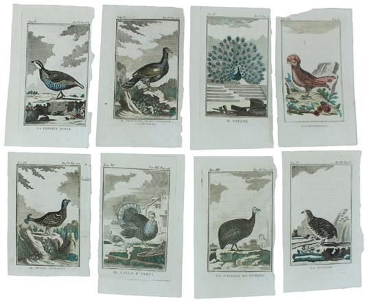 UCCELLI GALLIFORMI: 7 Tavole originali acquerellate tratte dalla STORIA NATURALE - Georges-Louis de Leclerc Buffon - copertina