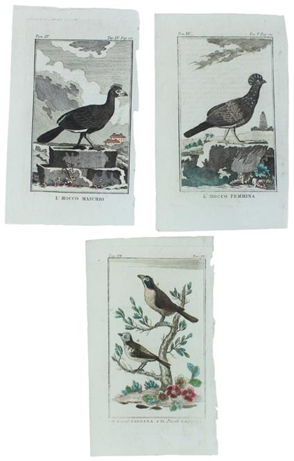 UCCELLI SUDAMERICANI: 3 Tavole originali acquerellate tratte dalla STORIA NATURALE - Georges-Louis de Leclerc Buffon - copertina