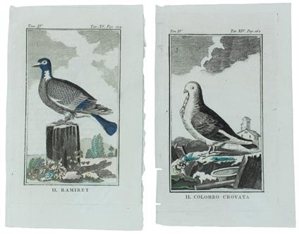 COLOMBI : 2 Tavole originali acquerellate tratte dalla STORIA NATURALE - Georges-Louis de Leclerc Buffon - copertina